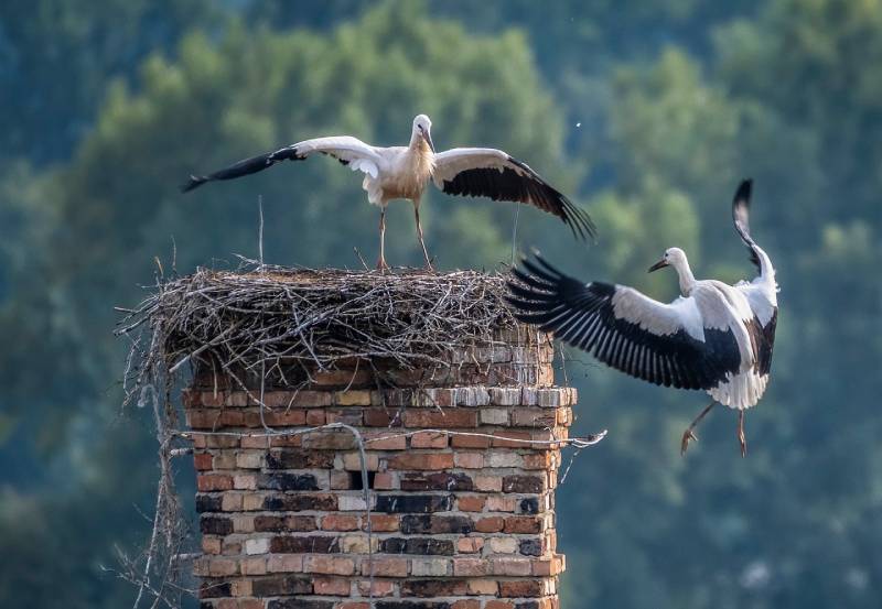 Expert Chimney Animal Removal in Chicago, IL Professional Chimney Animal Removal Services in Chicago, Illinois