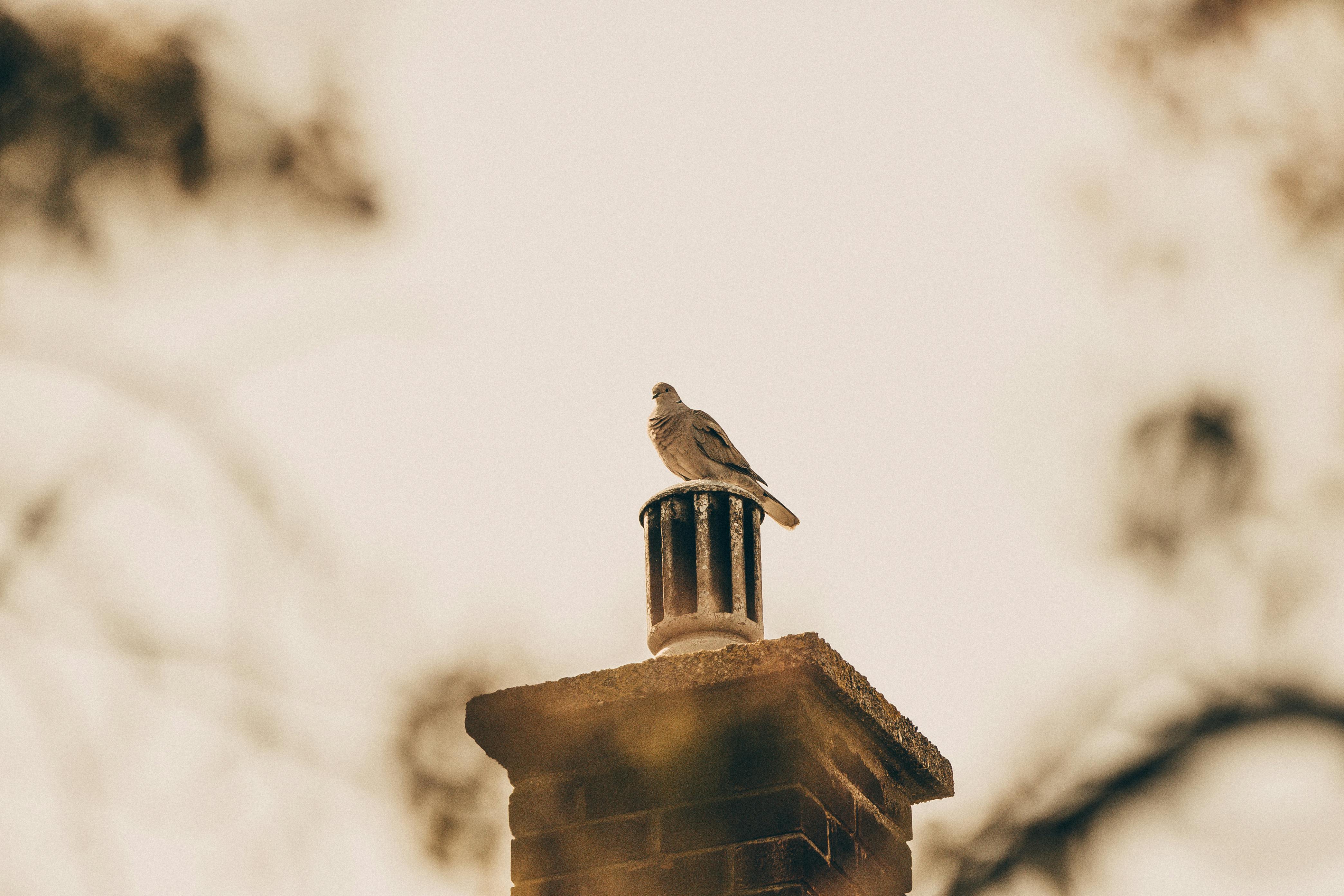 Professional Chimney Cap Installation Services in Chicago, IL Expert Chimney Cap Installation in Chicago, Illinois